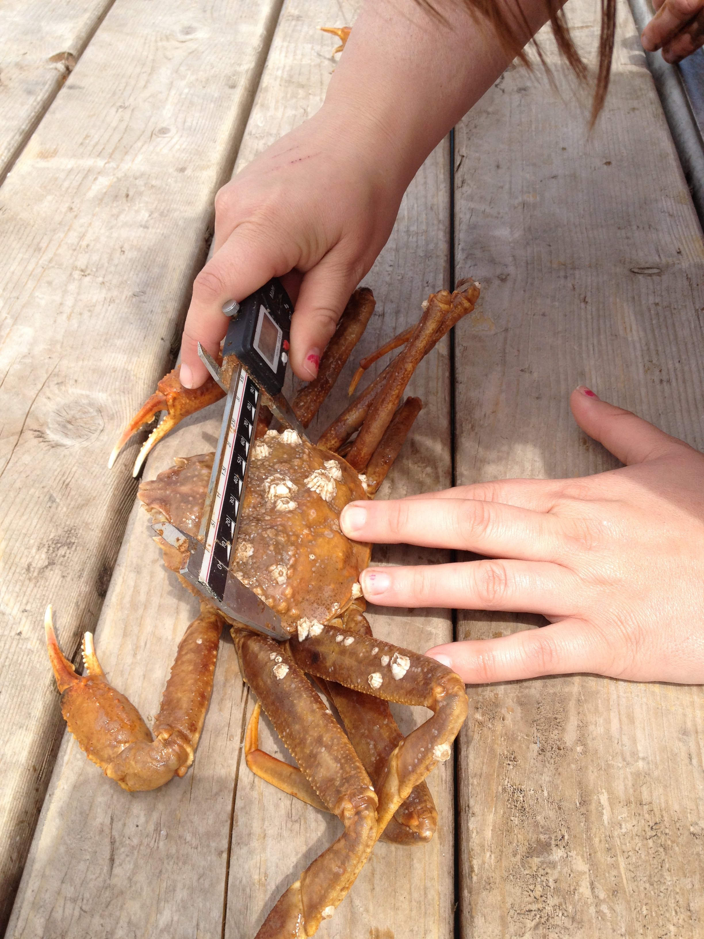 Measure of Crab