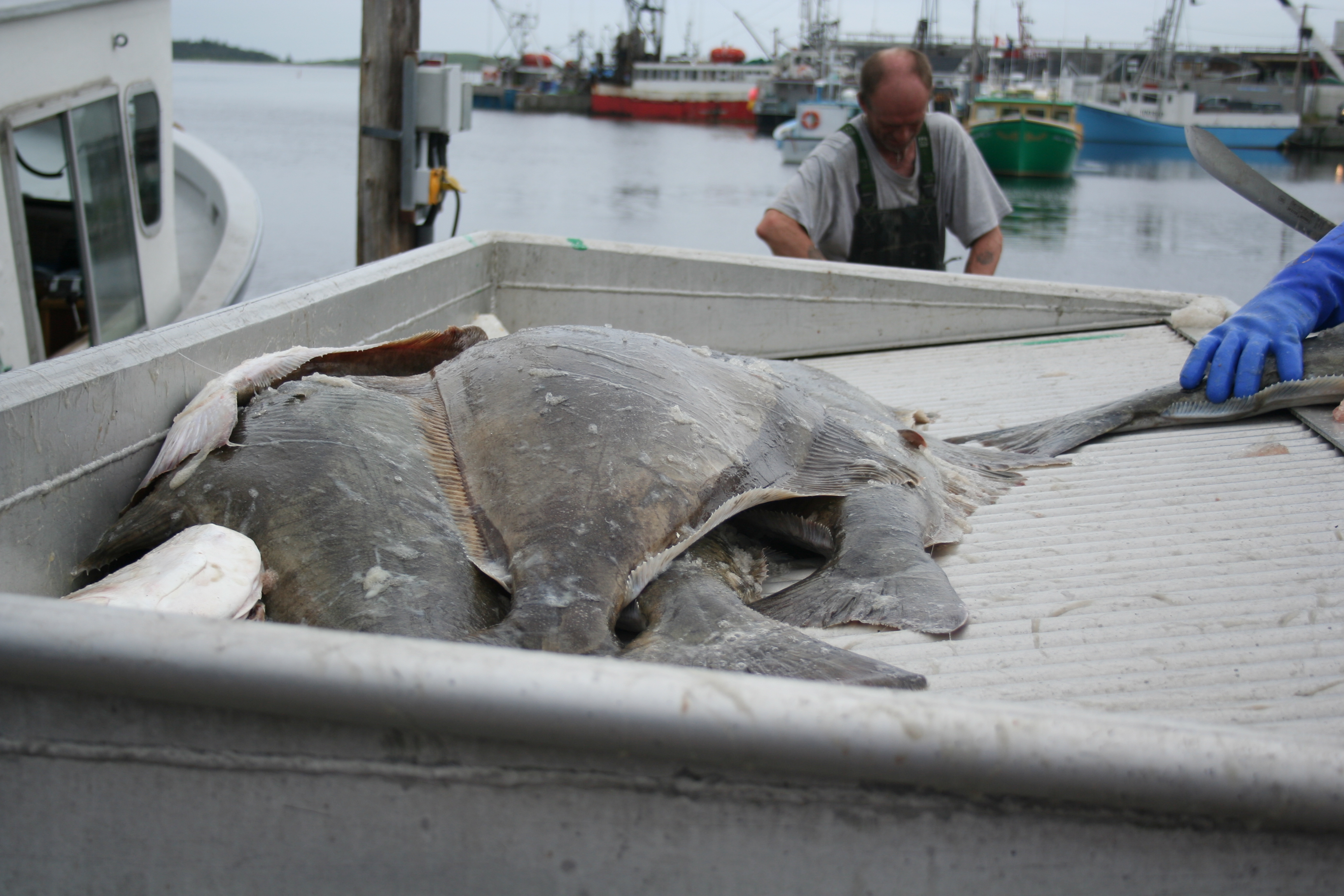 Halibut