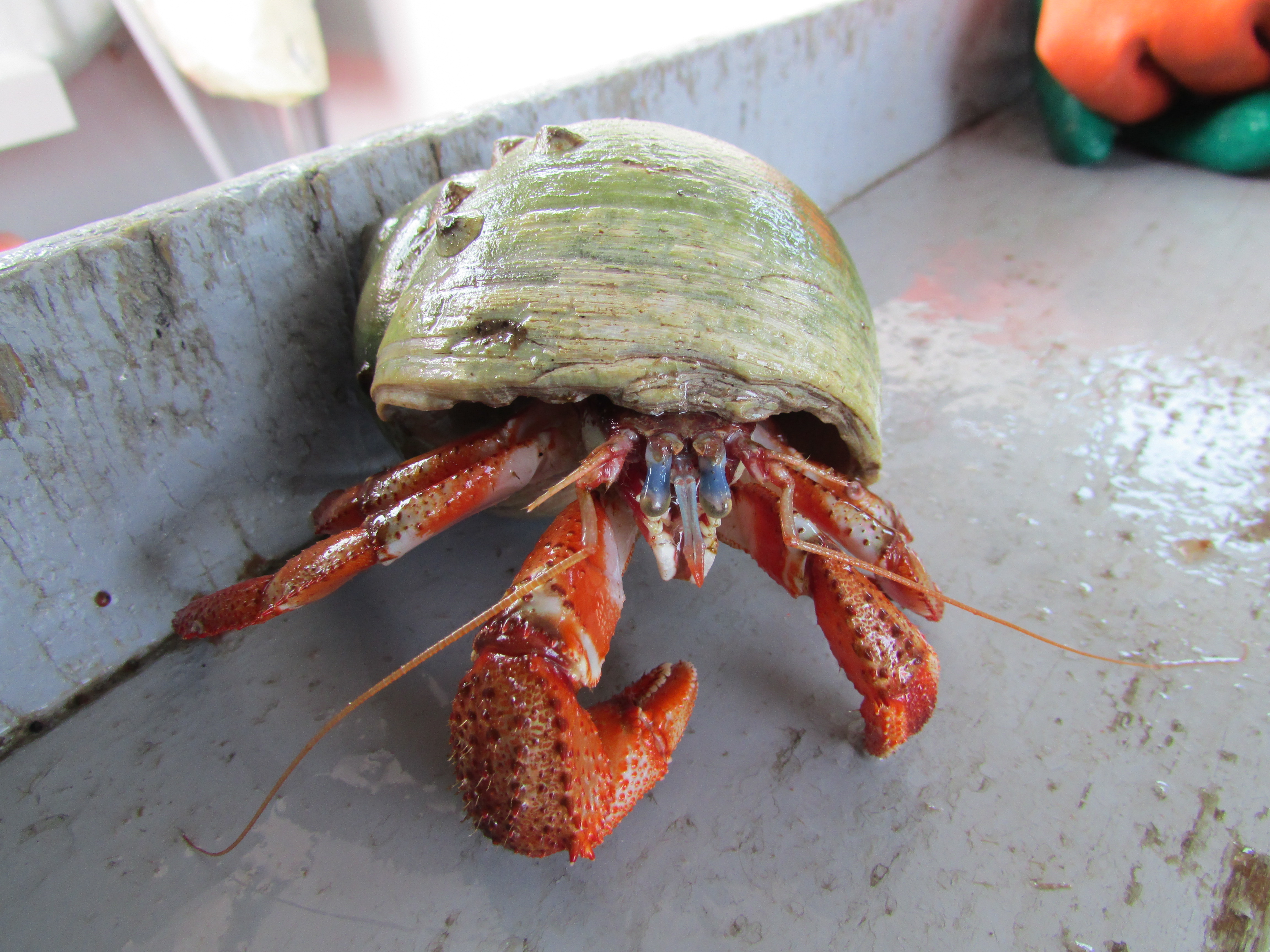 A hermit crab