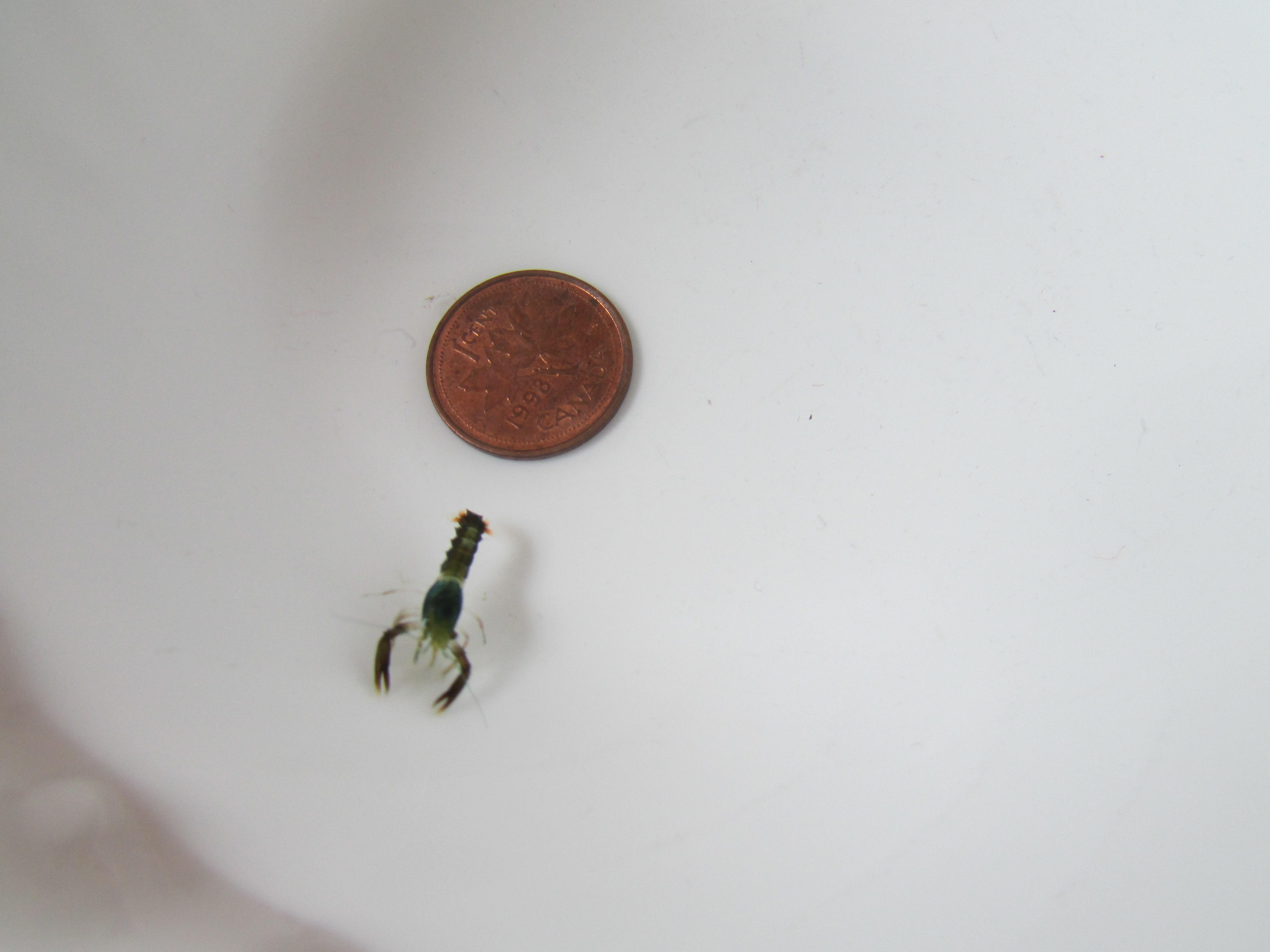 A larvae and a penny