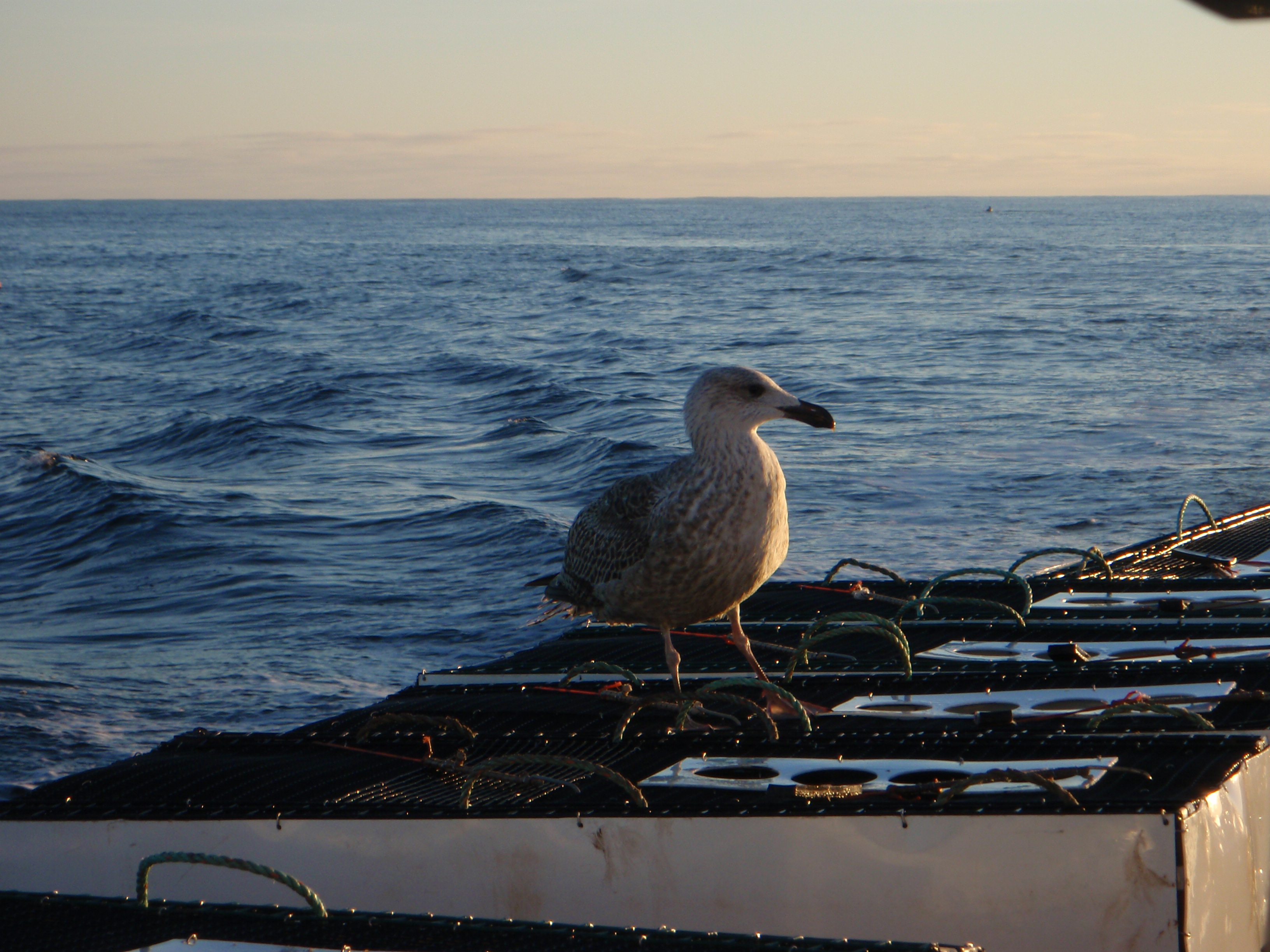 Seagull