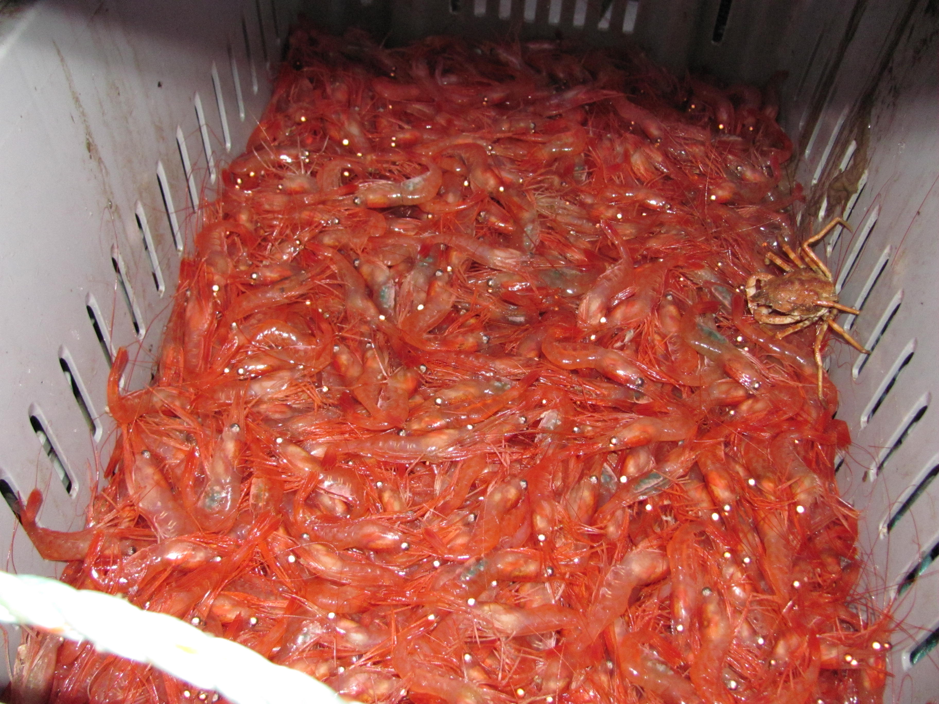 Crate of Shrimp