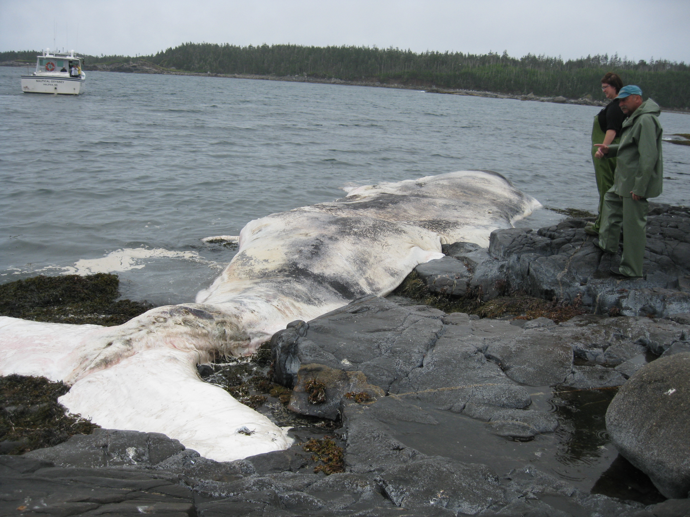 Sperm Whale