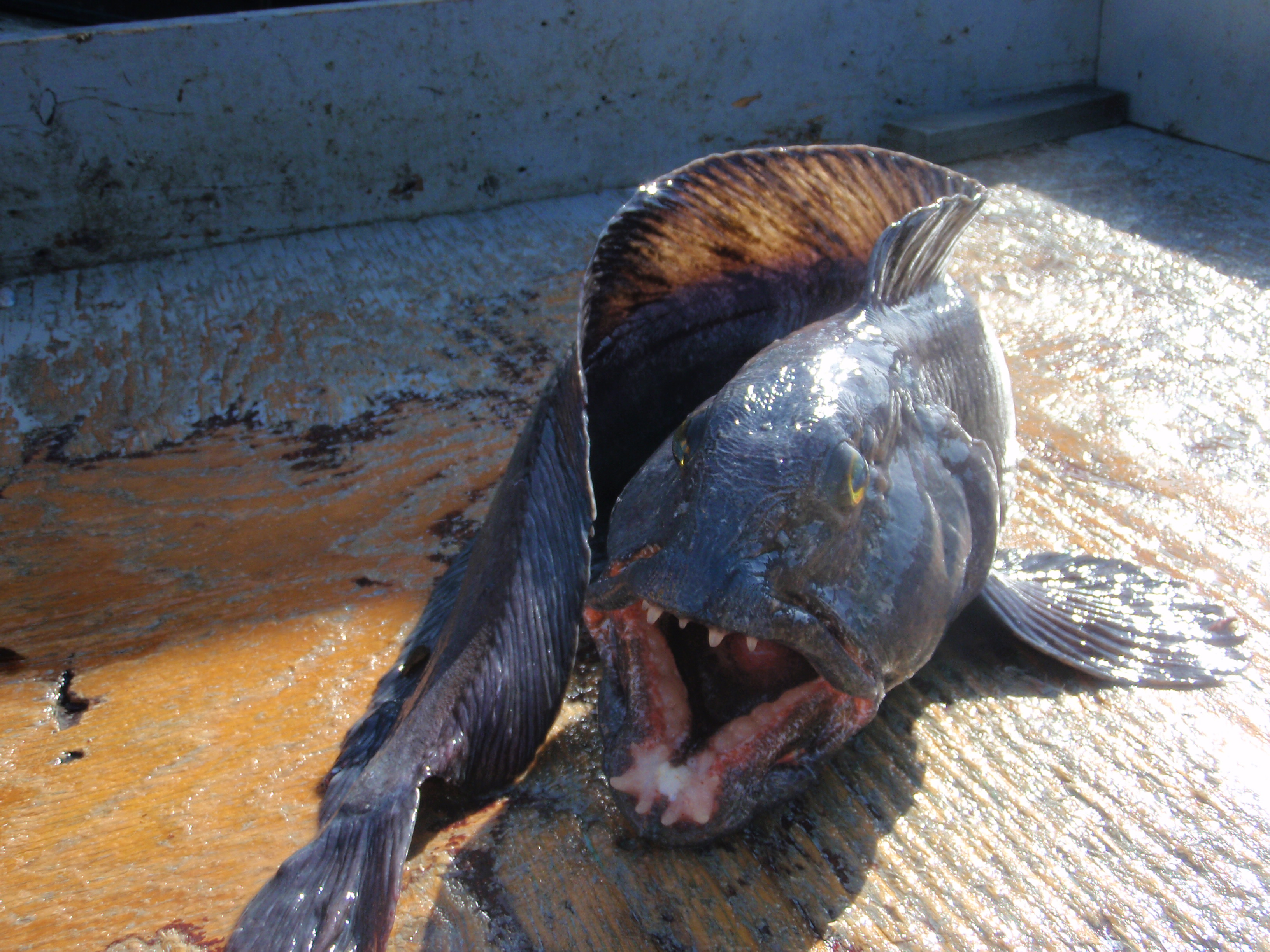 A Wolffish